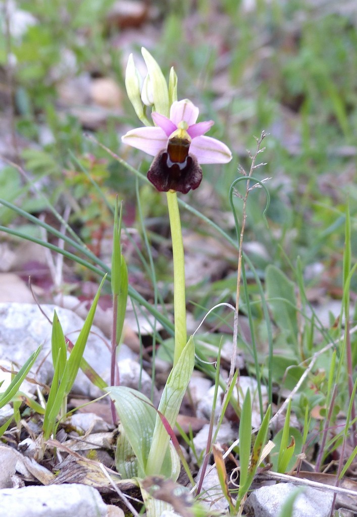 Le splendide Ophrys crabronifera e idinosauri! Esperia (Fr)